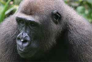 Los gorilas son unos de los animales más amenazados del mundo. (Foto: EL MUNDO)