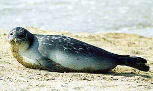 Un ejemplar de foca del Caspio.