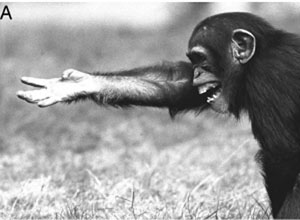 Gestos comunicativos de primates. (Foto: MUNDO)