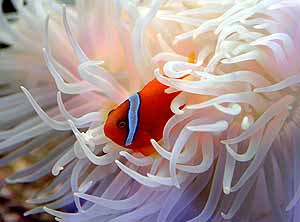 Los peces payasos saltaron a la fama gracias a 'Nemo'. (Foto: AFP)