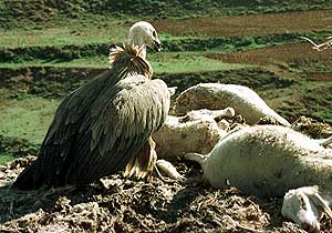 Un buitre come del cadáver de una oveja en un comedero de Teruel. (Foto: EL MUNDO)
