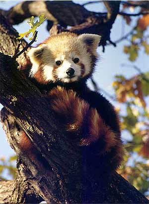 La cra del panda rojo es uno de los programas de conservacin ms fructferos del Zoo de Madrid. (Foto: Zoo de Madrid)