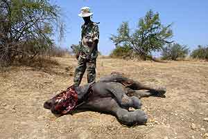 Un guarda de Zakouma, ante el cadver de un joven elefante hurfano, por haber asesinado a su madre los furtivos. (Foto: A.M.)