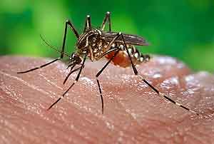 Un mosquito Aedes aegypti picandoa una vctima. (Foto: Science)