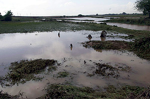 Cultivos inundados por el temporal en la localidad toledana de Camuas. (Foto: EFE)