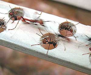 Unas hormigas 'tapan agujeros' para facilitar el paso de las dems. (Foto: AP)
