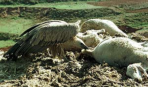 Un buitre se alimenta del cadáver de una oveja en un comedero. (Foto: EL MUNDO)