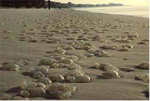 Una playa atestada de medusas. (Foto: Ministerio de Medio Ambiente)
