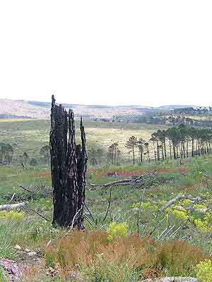 Los montes de Mazarete, arrasados en 2005, donde se mezcla la madera quemada con pequeos brotes verdes. (Foto: R.M.T.)