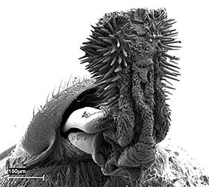 El pene del escarabajo, visto con un microscopio. (Foto: Johanna Rnn/PNAS)