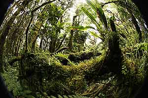 Los bosques funcionan como 'pulmn' del planeta. (Foto: Reuters)