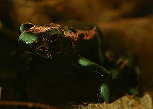 Los anfibios son las especies ms amenazadas. (Foto: AFP)