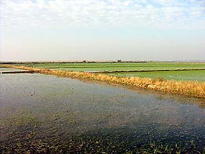 Arrozales en el delta del Ebro. (Foto: WWF)