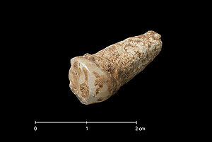 El diente del primer europeo, encontrado en Atapuerca. (Foto: Jordi Mestre/IPHES)