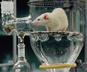 Una rata en una probeta de laboratorio. (Foto: Corbis)