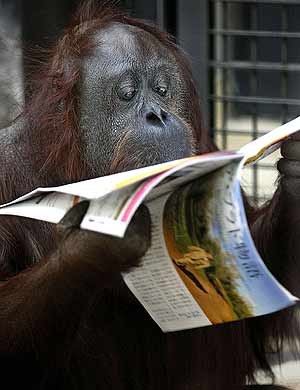 Orangutn "leyendo" un peridico (Foto: AP)