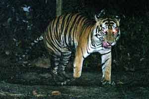 Tigre de Sumatra mutilado por una trampa (Foto: WWF/HO)
