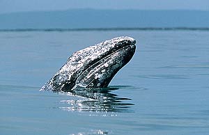 Las ballenas grises llegan a medir 15 metros de largo. (Foto: Agefotostock)