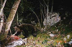Un oso se alimenta de carroa en Asturias. (Foto: FAPAS)