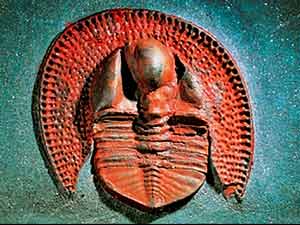 Trilobites datado en el perodo Ordovcico (EL MUNDO)