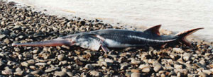 Foto de 1993 de uno de los ltimos peces-esptula del ro Yangze (Nat. Geog)