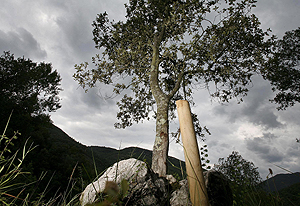 Uno de los árboles donde se entierra de forma ecológica. (Foto: Eddy Kelele)