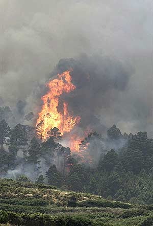 Imagen del incendio cerca de Los Realejos, al norte de la isla de Tenerife. (Foto: EFE)