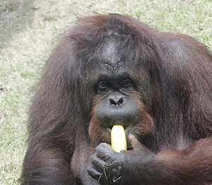 Orangutanes en un zoo de Corea (AP)