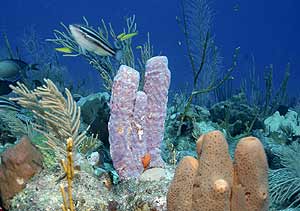 Corales de las Antillas, en el océano Atlántico (Conservation Internacional)