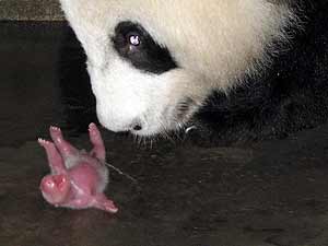 Existencia Objetor Parte Nacen tres crías de oso panda | elmundo.es