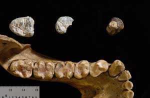 Dientes del pregorila junto a la dentadura de una gorila actual (AFP)