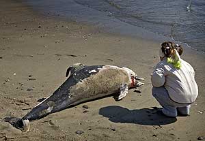 Imagen de archivo del cadver de un delfn listado en una playa de Almera. (EFE)