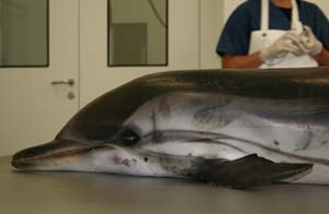 Uno de los delfines muertos, en la sala de necropsias del CRAM de Catalua. (Foto: Alex Aguilar)