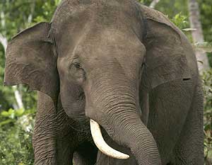 Elefante de Sumatra, la misma subespecie que el elefante 'drogadicto' de China (Foto: REUTERS)