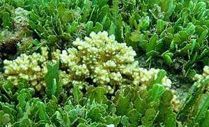 El alga Caulerpa sertularioides (REUTERS)