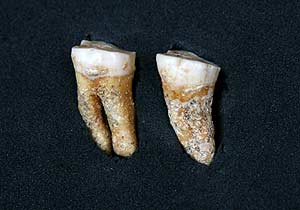 Los dos molares humanos hallados en el yacimiento. (Foto: Comunidad de Madrid)