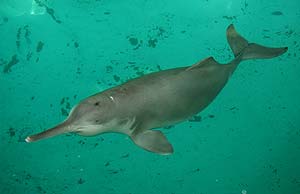 Baiji, o delfín del río Yangtze, una de las especies más amenazadas (Foto: AFP)