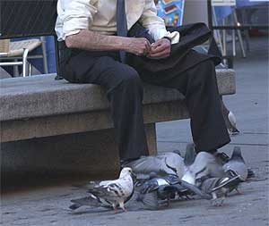 Un hombre da alimento a las palomas. (Foto: Fernando Pealosa)