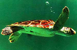 Una tortuga verde adulta (Foto: REUTERS)