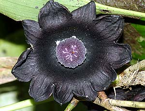 Una 'aspidistra nicolai' , negra. (Foto: WWF)