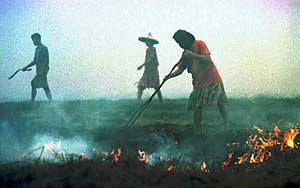Una mujer indonesa revuelve entre un arrozal las brasas provocadas por el fuego (Foto: AP)