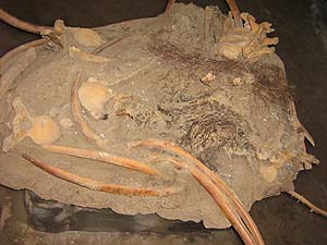 Restos congelados de tejido muscular y pelo de mamut (Science)
