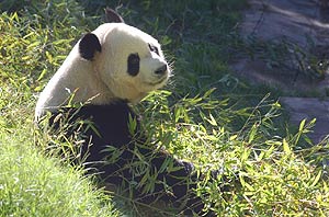 Uno de los pandas, Binxing, en su nuevo recinto del zoo. (Foto: Alfredo Merino)