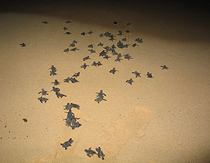 Suelta de tortugas en Cabo Verde, en octubre de 2005. (Foto: Rosa M. Tristn)