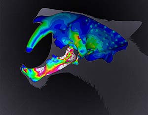 Imagen por ordenador de las mandbulas de un 'Smilodon fatalis' (Foto: John Conway)