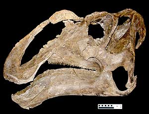 Fósil del cráneo del 'Gryposaurus monumentensis'. (Foto: Museo de Historia Natural de Utah)