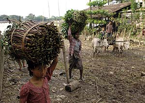 Nios birmanos trabajando en el campo. (Foto: AFP)
