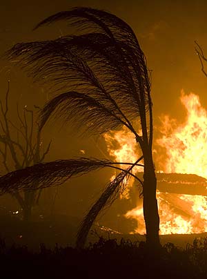 Una palmera se convierte en pasto de las llamas. (Foto: REUTERS)