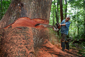 Tala ilegal de bosques madereros, en Santa Clotilde (Per).