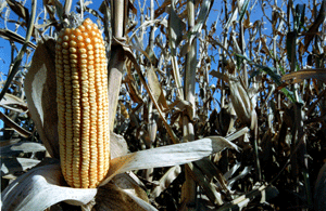 Una mazorca de maíz transgénico. (FOTO: Gustavo Catalán)